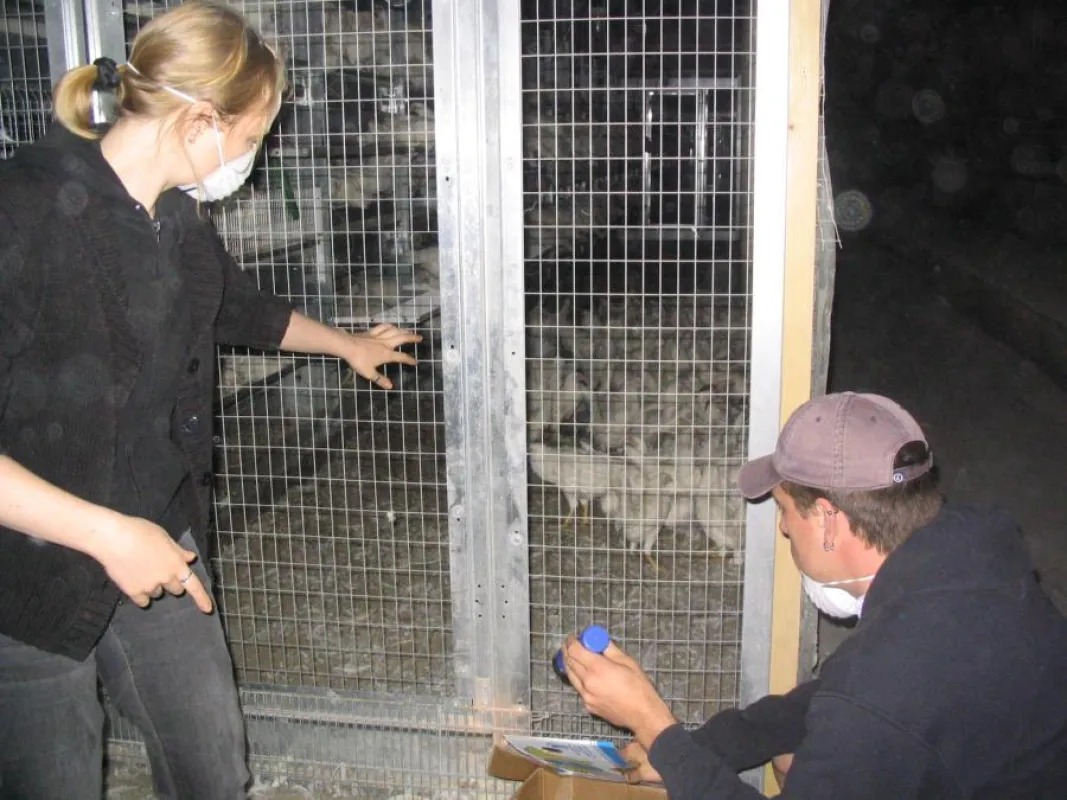 Tierbefreiung aus einer \'Aufzuchtanlage\' mit Volierenhaltung