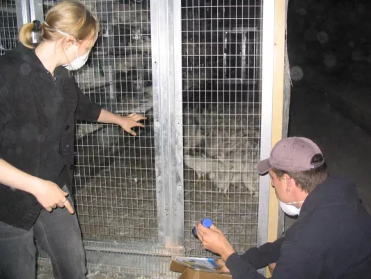 Bild: Hühner aus Volierenhaltung befreit