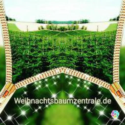 Bild: NH-Standards für Weihnachtsbaumplantagen