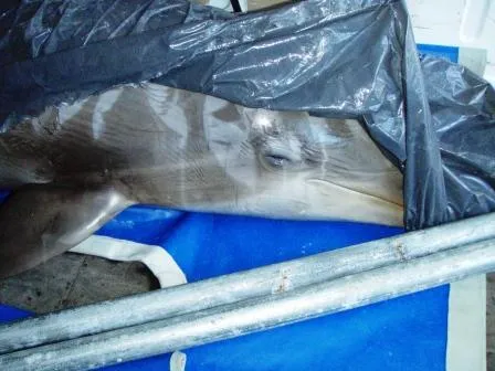 Bild: WDSF fordert Schließung des Connyland-Delfinariums nach Obduktionsbericht
