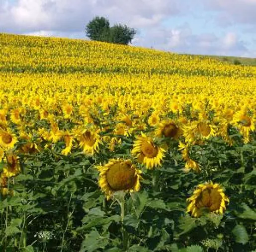 Bild: Pianistenclub: Mit der Sonne des Südens zurück in die Kaulbachvilla