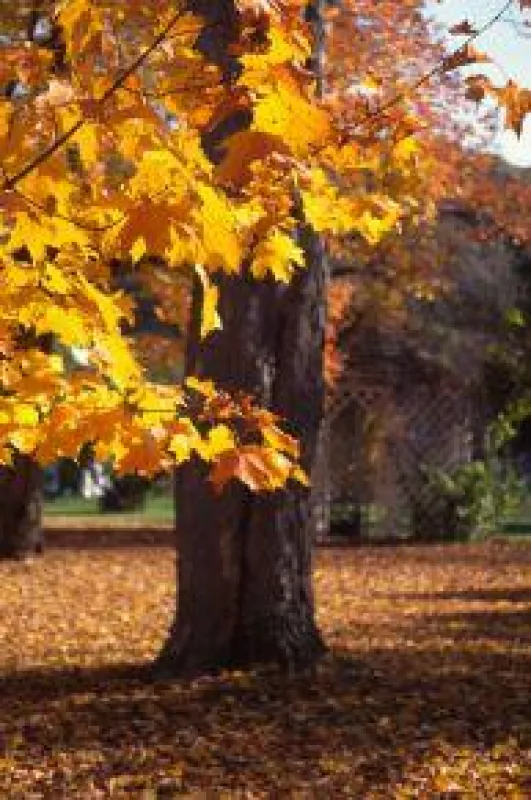 Laubbäume im Indian Summer