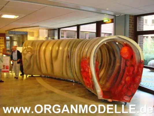 organmodelle.de – das Darmmodell - Tag der offenen Tür zur Darmkrebsvorsorge am 09.11.2008 Bild: organmodelle.de – das Darmmodell - Tag der offenen Tür zur Darmkrebsvorsorge am 09.11.2008