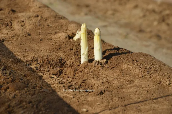 Gleichmäßige Wärme macht Gäuboden-Spargel zart und intensiv Bild: Gleichmäßige Wärme macht Gäuboden-Spargel zart und intensiv