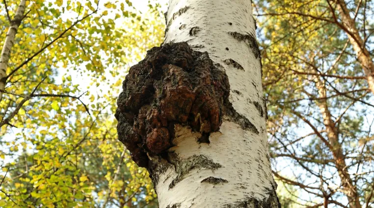 Bild: Vitalpilze im Fokus: Warum der Chaga-Pilz in der modernen Gesundheitsvorsorge neu bewertet wird