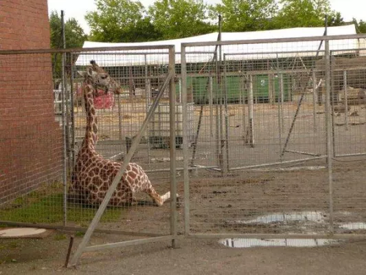 Bild: Wieder 2 junge Wildtiere im Zirkus tot
