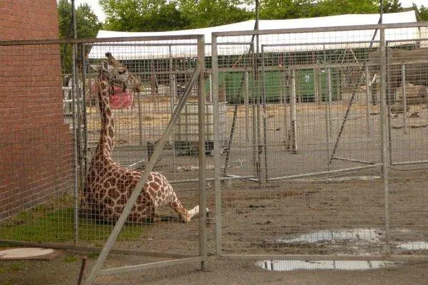 Bild: Wieder 2 junge Wildtiere im Zirkus tot
