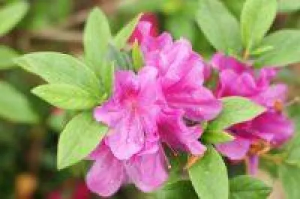 Bild: Sauer ist richtig - frux Rhododendron- und Moorbeeterde und Dünger