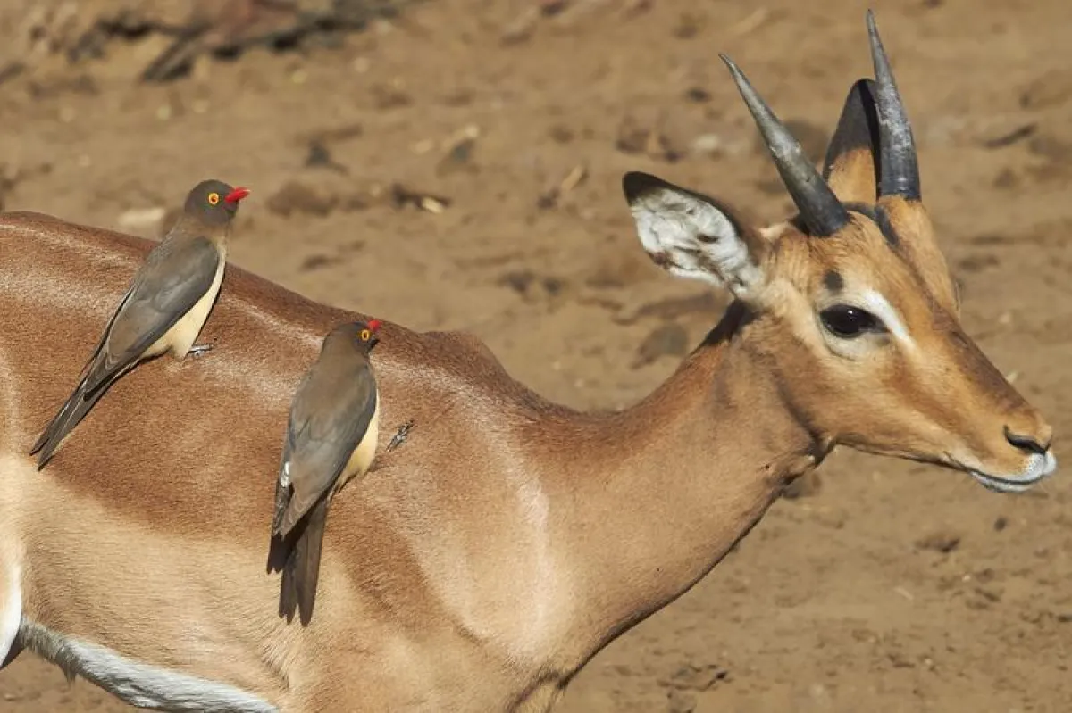 Impala-Antilope (Aepyceros melampus) mit Rotschnabel-Madenhackern (Buphagus erythrorhynchus) (Werner Suter (Eidg. Forschungsanstalt WSL))