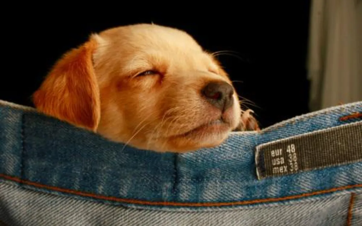 Labrador Welpen Transportbox