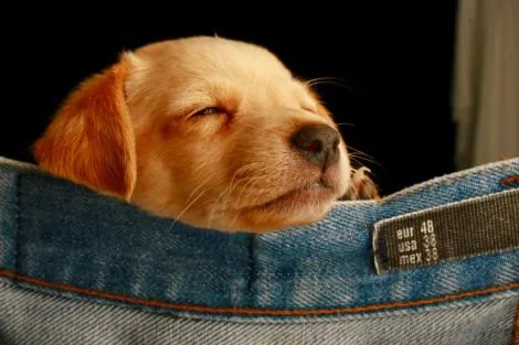 Bild: Wie du in 3 Schritten eine perfekte Labrador Welpen Transportbox auswählst
