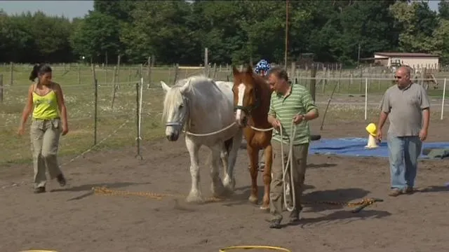 Bild: Team- und Führungstraining mit Pferden auf wissenschaftlich untersuchter Basis