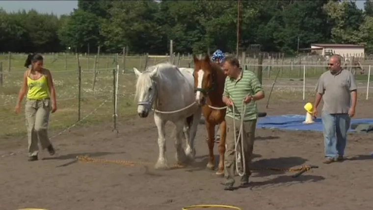 Bild: Team- und Führungstraining mit Pferden auf wissenschaftlich untersuchter Basis