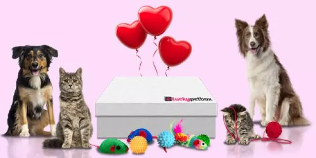 Bild: Luckypetbox führt die Valentinsbox für Hunde und Katzen ein