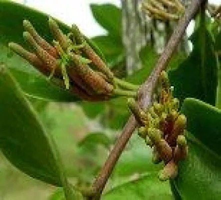 Bild: Naturheilmittel „Anti-Krebs – Benalu Tee (Tea Parasite)“ in Europa