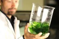 Algenprojekt startet Crowdfunding-Kampagne und lässt Algen zu Hause wachsen Bild: Algenprojekt startet Crowdfunding-Kampagne und lässt Algen zu Hause wachsen