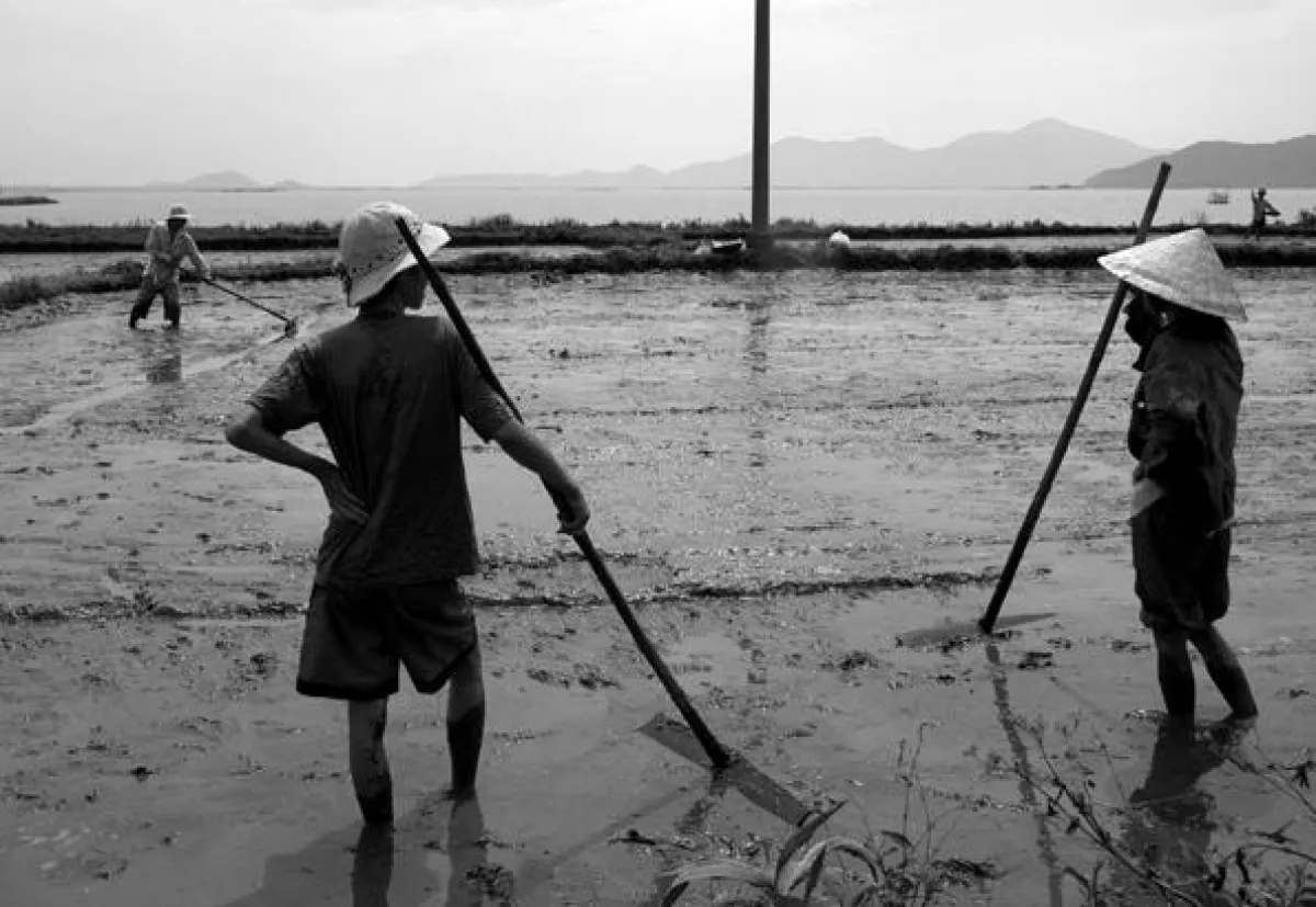 Reisbauern in Südvietnam, Kamila Smechowski, 2010