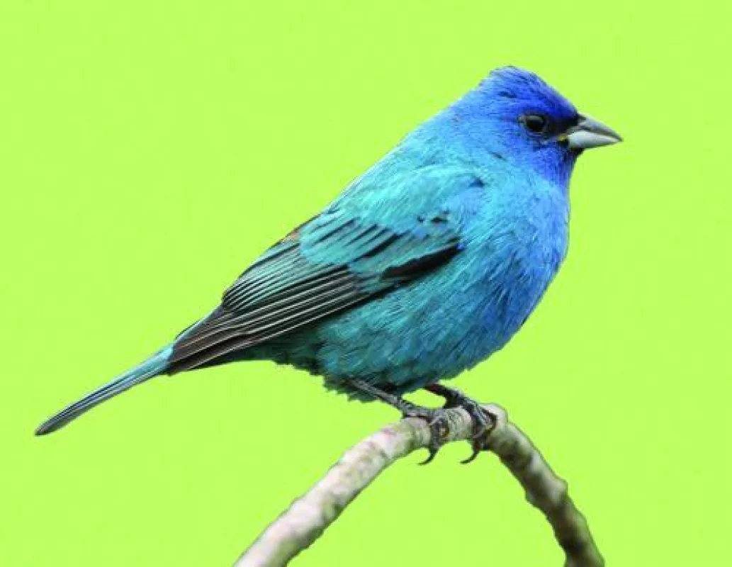 „Hörst Du, wie schön die Vögel singen?“ - HörRex-Akustiker bitten zum großen Frühlingshörtest (Foto: Gregg Williams)