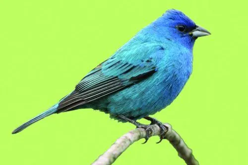 Bild: „Hörst Du, wie schön die Vögel singen?“ - HörRex-Akustiker bitten zum großen Frühlingshörtest