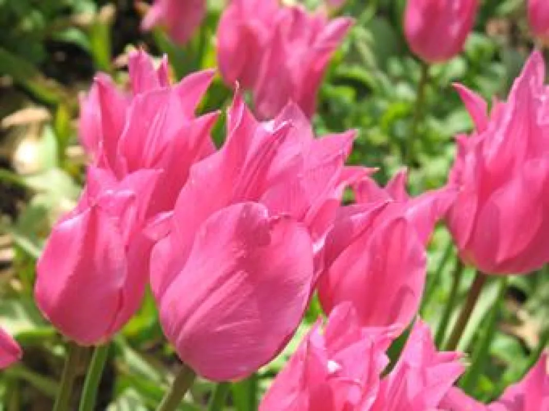 Tulpenblüte im Wernigeröder Bürgerpark