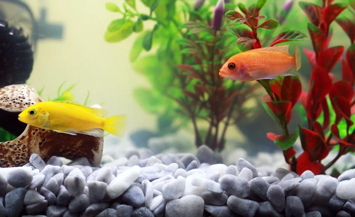 Das Aquarium