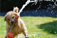 Bild: Swit® bringt Dich und deine Vierbeiner wieder auf die Beine