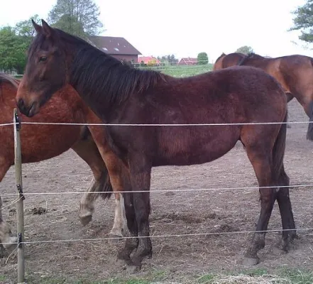 Bild: Tierschutzverein vor dem "Aus"