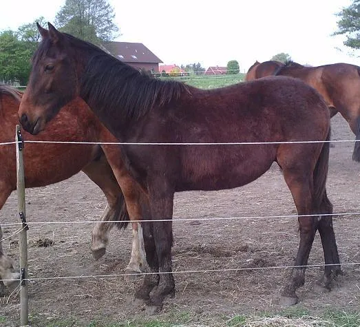 Bild: Tierschutzverein vor dem "Aus"