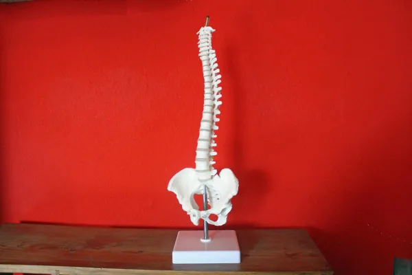 Bild: Unsere Wirbelsäule – ein Wunderwerk der Evolution