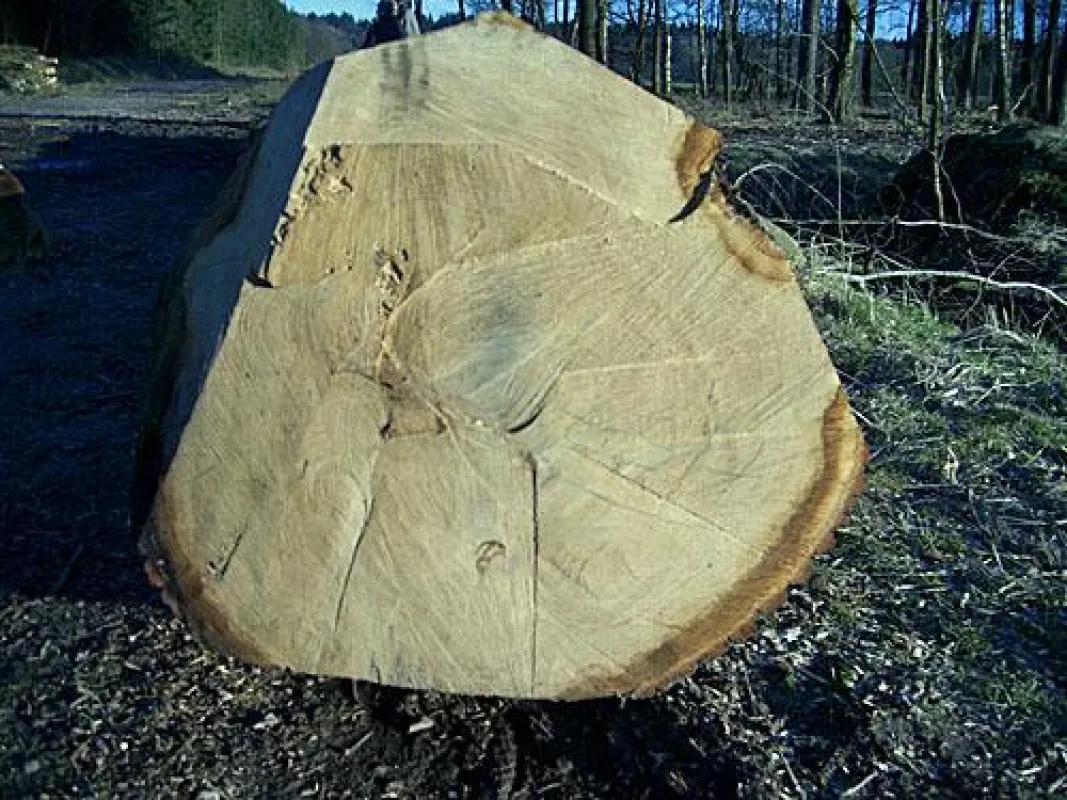 Baum-Skandal - Wentorfer Lohe bei Hamburg - Foto: Jan Siefken