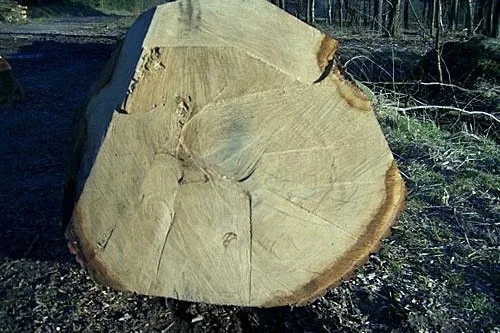 Bild: Hamburg - Umwelt-Skandal in der Wentorfer Lohe