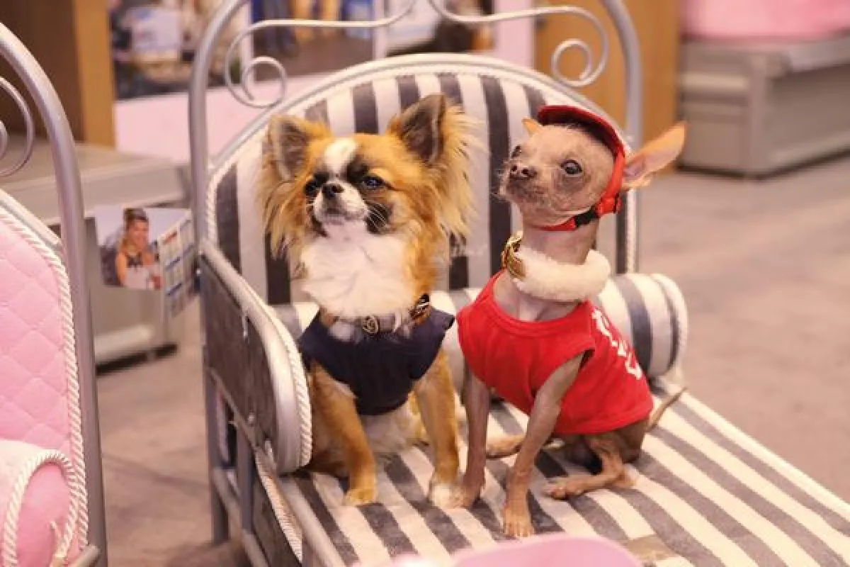 Die neuen traumhaften Metallbetten für tierische Prinzen & Pirnzessinnen