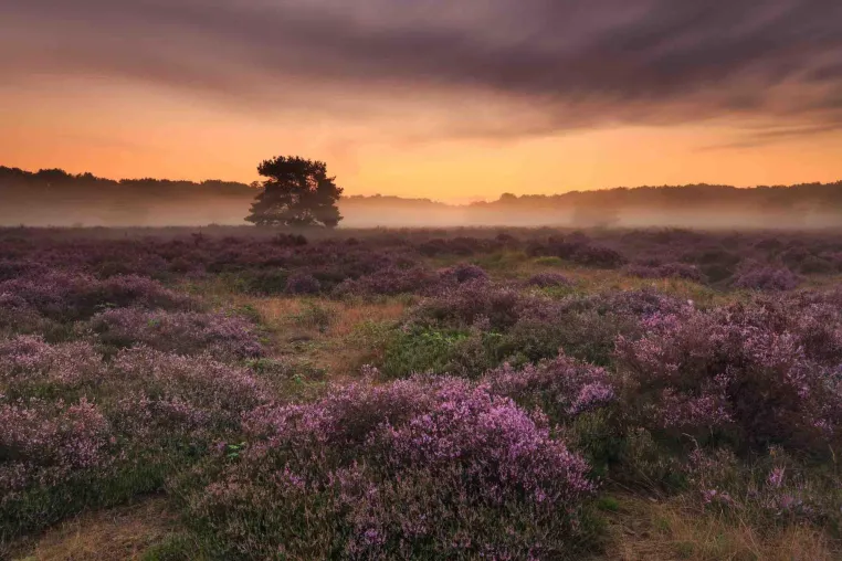 Unbeschwertes Naturerlebnis: 10 Top Naturrouten in der niederländischen Provinz Brabant Bild: Unbeschwertes Naturerlebnis: 10 Top Naturrouten in der niederländischen Provinz Brabant