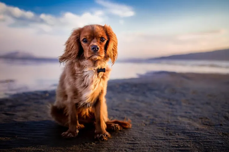 Bild: Ferienzeit: Goldener Herbst, Golden Retriever. Gold für St.Peter Ording !!!