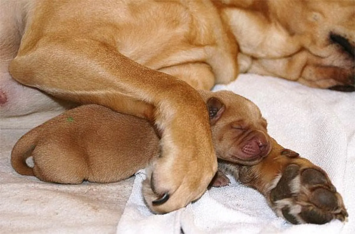Ruby mit Welpen
