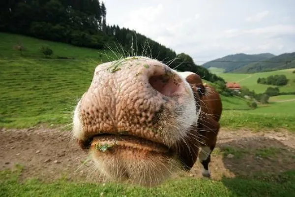 Bild: Kinder spielen Bauern