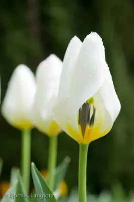 Bild: Fotokurs Makrofotografie für Fortgeschrittene - 10.-12.07.2009 Heidelberg