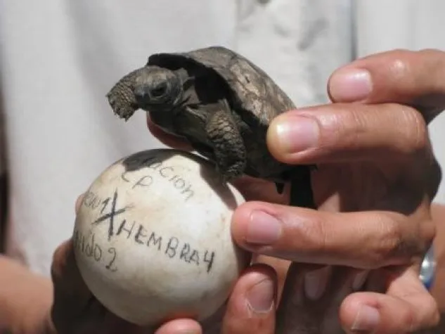 Bild: Naturerlebnis Galápagos – mit Intrepid Travel zu Riesenschildkröten und Blaufußtölpeln