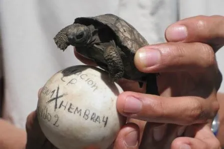 Bild: Naturerlebnis Galápagos – mit Intrepid Travel zu Riesenschildkröten und Blaufußtölpeln
