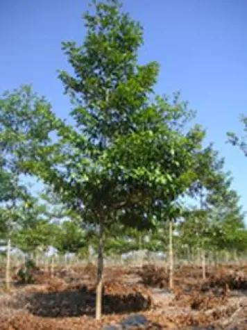 Tag des Baumes: Baum pflanzen, Klima schützen Bild: Tag des Baumes: Baum pflanzen, Klima schützen