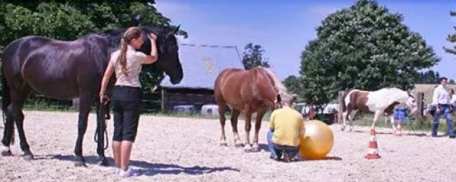 Bild: Pferdeflüstern für Manager