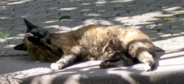 Bild: Bund Deutscher Tierfreunde fordert am Welttierschutztag bundesweite Kastrationspflicht für Katzen
