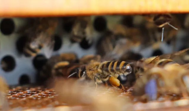 Bild: Ernährung von Honigbienen: Studie mit überraschenden Ergebnissen