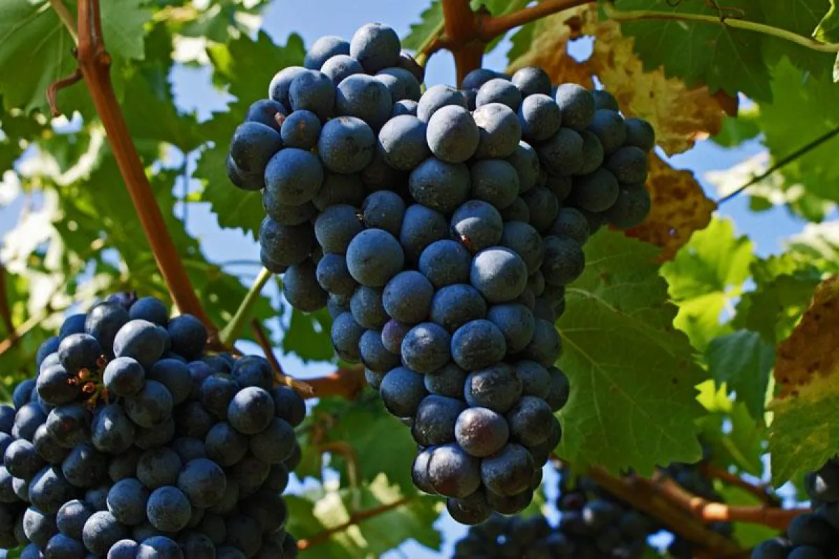 Weinreben in Südtirol