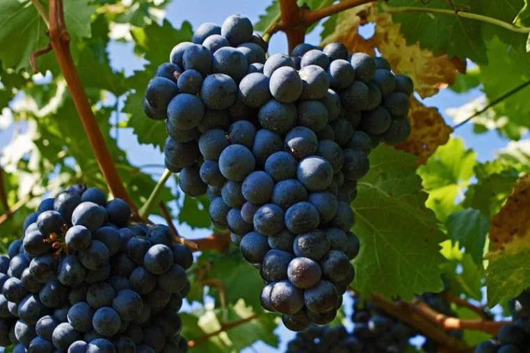 Bild: VinoCulti - Weingenuß im Dorf Tirol