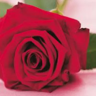 Deko Woerner - Weltfrauentag Bild: Deko Woerner - Weltfrauentag