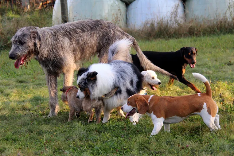 Bild: "Erst der Kurs und dann der Hund"