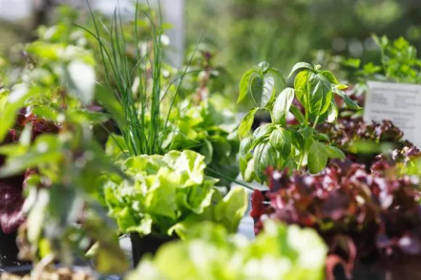 TopFarmers startet Finanzierungsrunde für die nächste Wachstumsstufe der Stadtfarm. Bild: TopFarmers startet Finanzierungsrunde für die nächste Wachstumsstufe der Stadtfarm.