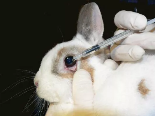 Bild: EU-Parlament für weltweites Verbot von Kosmetik-Tierversuchen