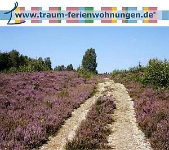 Die Heide blüht auch auf Traum Ferienwohnungen Bild: Die Heide blüht auch auf Traum Ferienwohnungen
